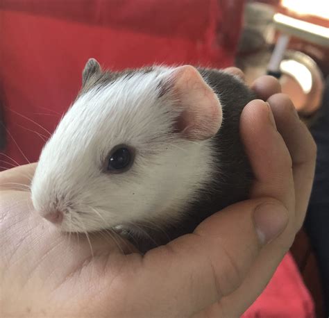 Under federal law, its considered an exotic meat also referred to as game or non-amenable species and its sale is regulated by the FDA. . Guinea pig for sale near me